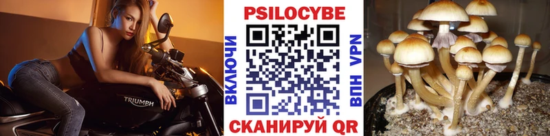 Псилоцибиновые грибы GOLDEN TEACHER  купить наркоту  Лабинск 